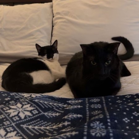 Cat Photo